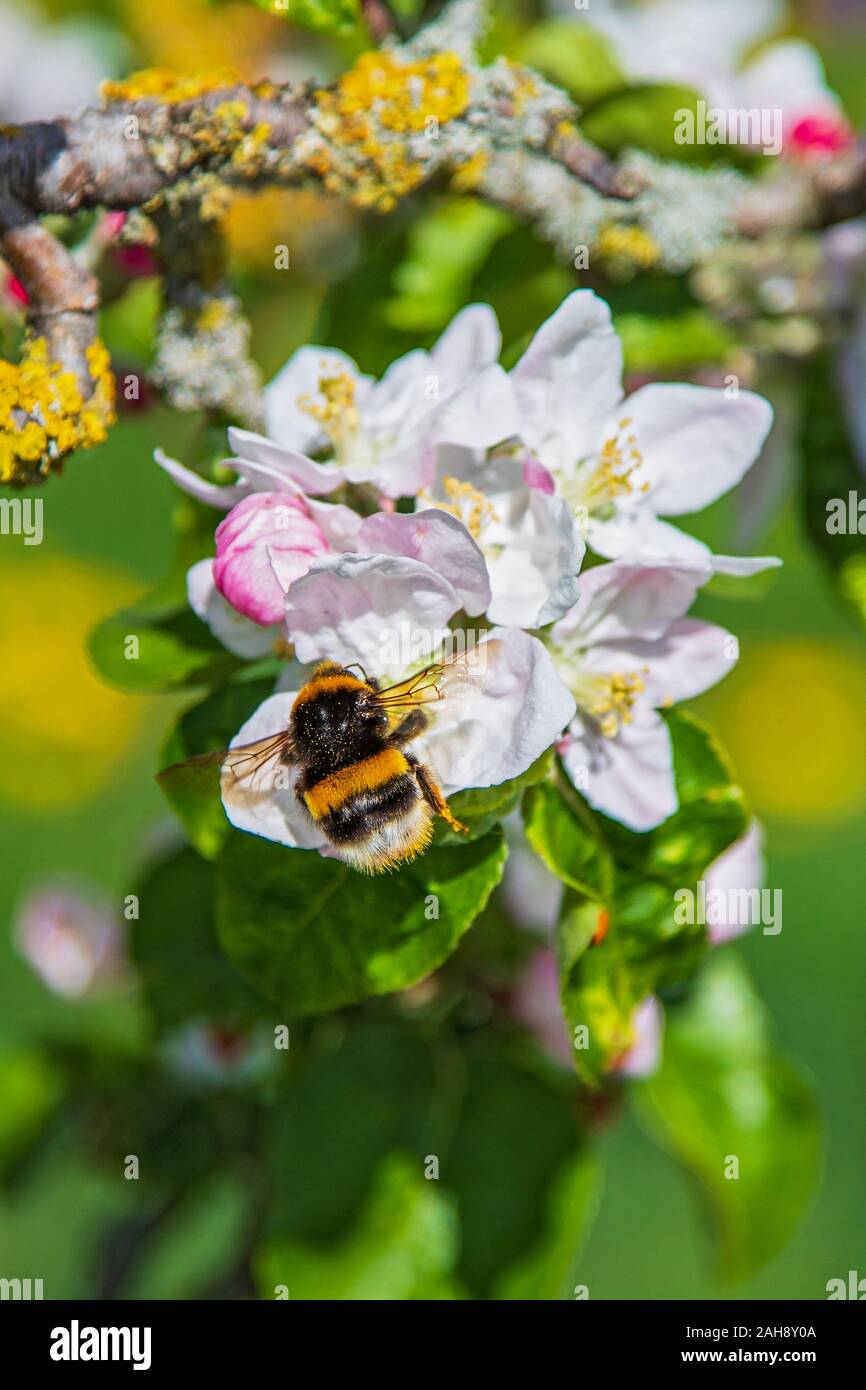 Buff-tailed bumble bee (Bombus terrestris) on blossom of blooming apple tree (Malus domestica), Hesse, Germany Stock Photo