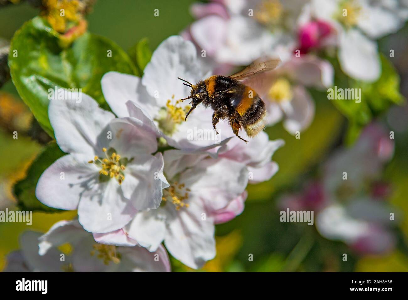 Buff-tailed bumble bee (Bombus terrestris) on blossom of blooming apple tree (Malus domestica), Hesse, Germany Stock Photo
