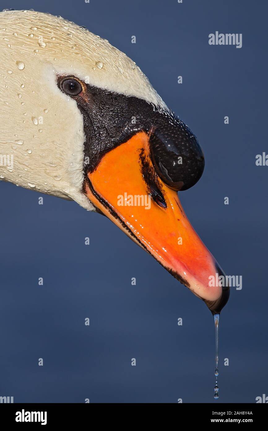 Mute Swan (Cygnus olor) portrait of head with waterdrops on bill, Baden-Wuerttemberg; Germany Stock Photo