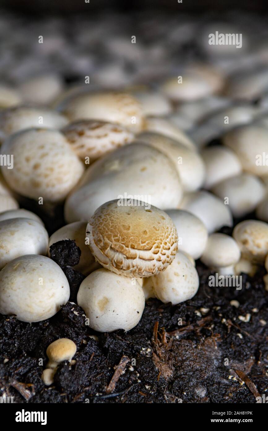 White champignon mushrooms growing on soil in dark grotten on