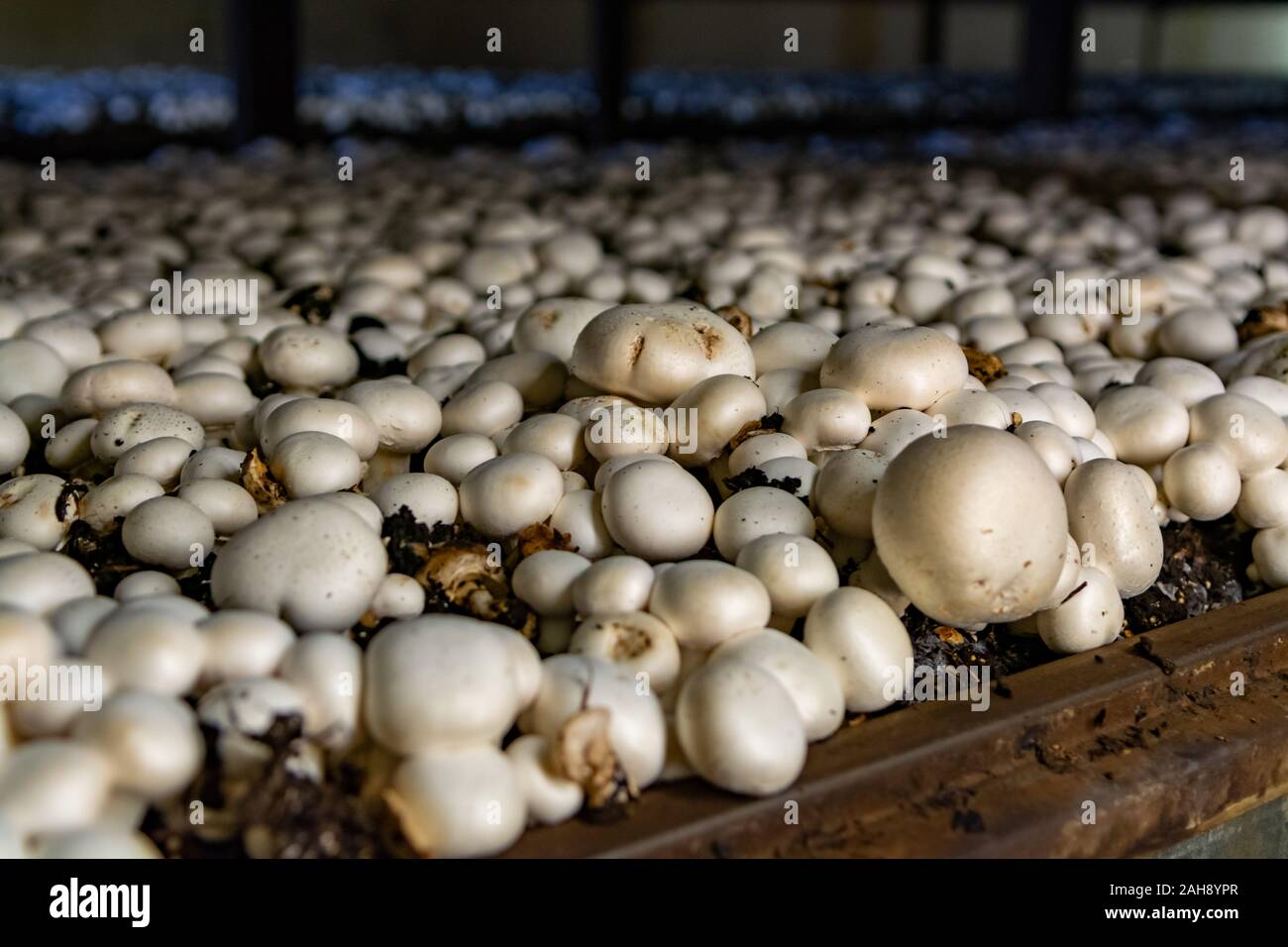 White champignon mushrooms growing on soil in dark grotten on ...