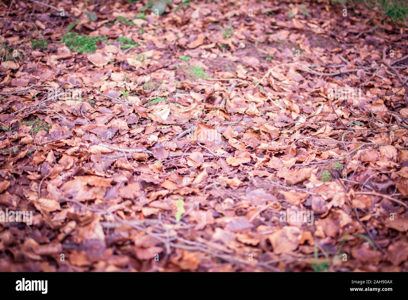 background autumn leaves on ground Stock Photo - Alamy