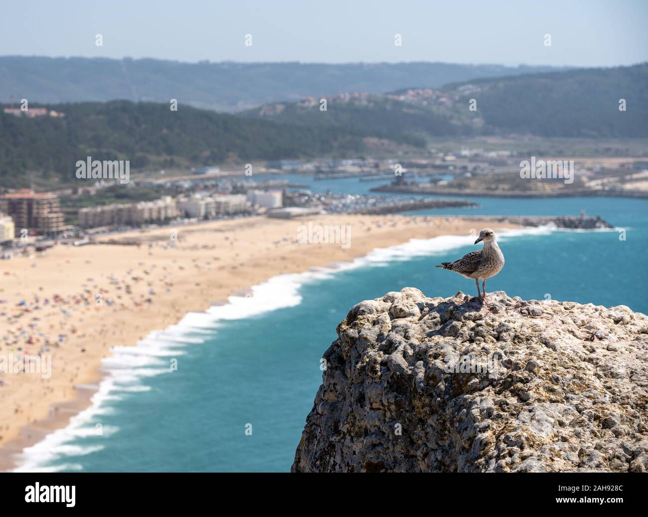 Single seagull on rocky ledge above the crowded beach of Nazare with tourists relaxing on the sand Stock Photo