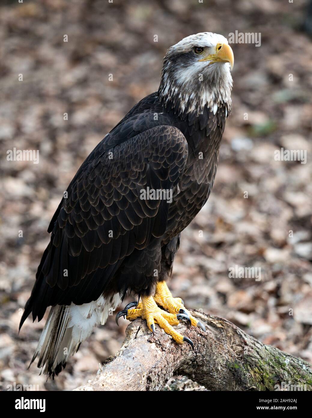 Bald Eagle Juvenile bird close-up profile view perched on a log displaying brown feathers plumage, white head, eye, beak, talons, in its surrounding a Stock Photo