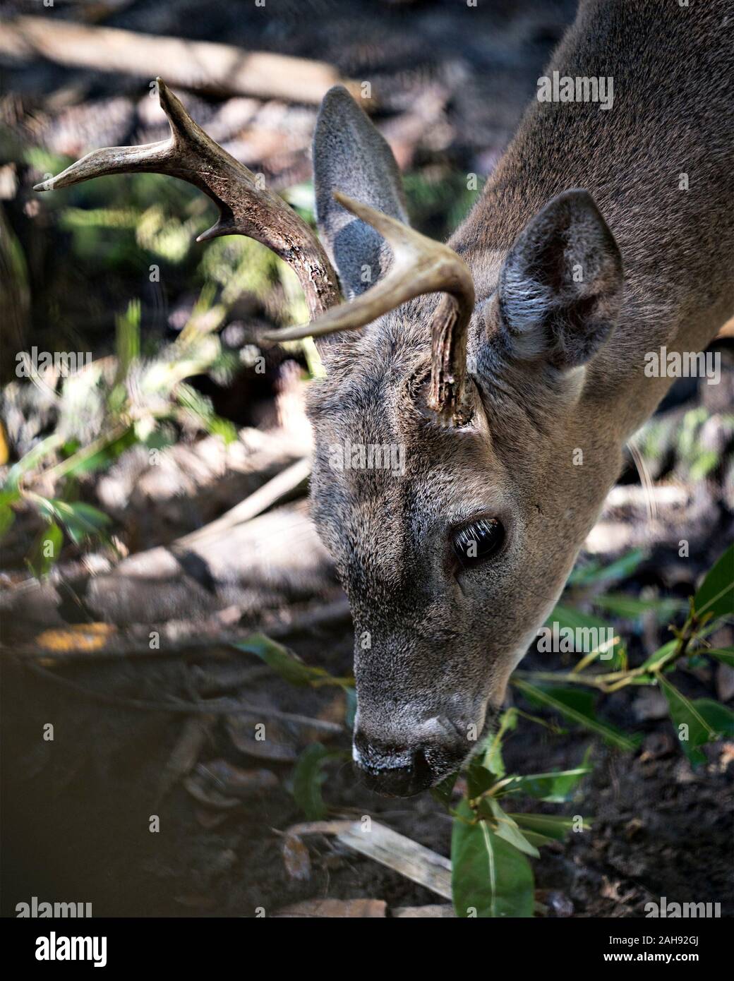 Deer Florida Key Deer close-up head view displaying head, antlers, ears, eyes, nose, with a bokeh background in its environment and surrounding. Stock Photo