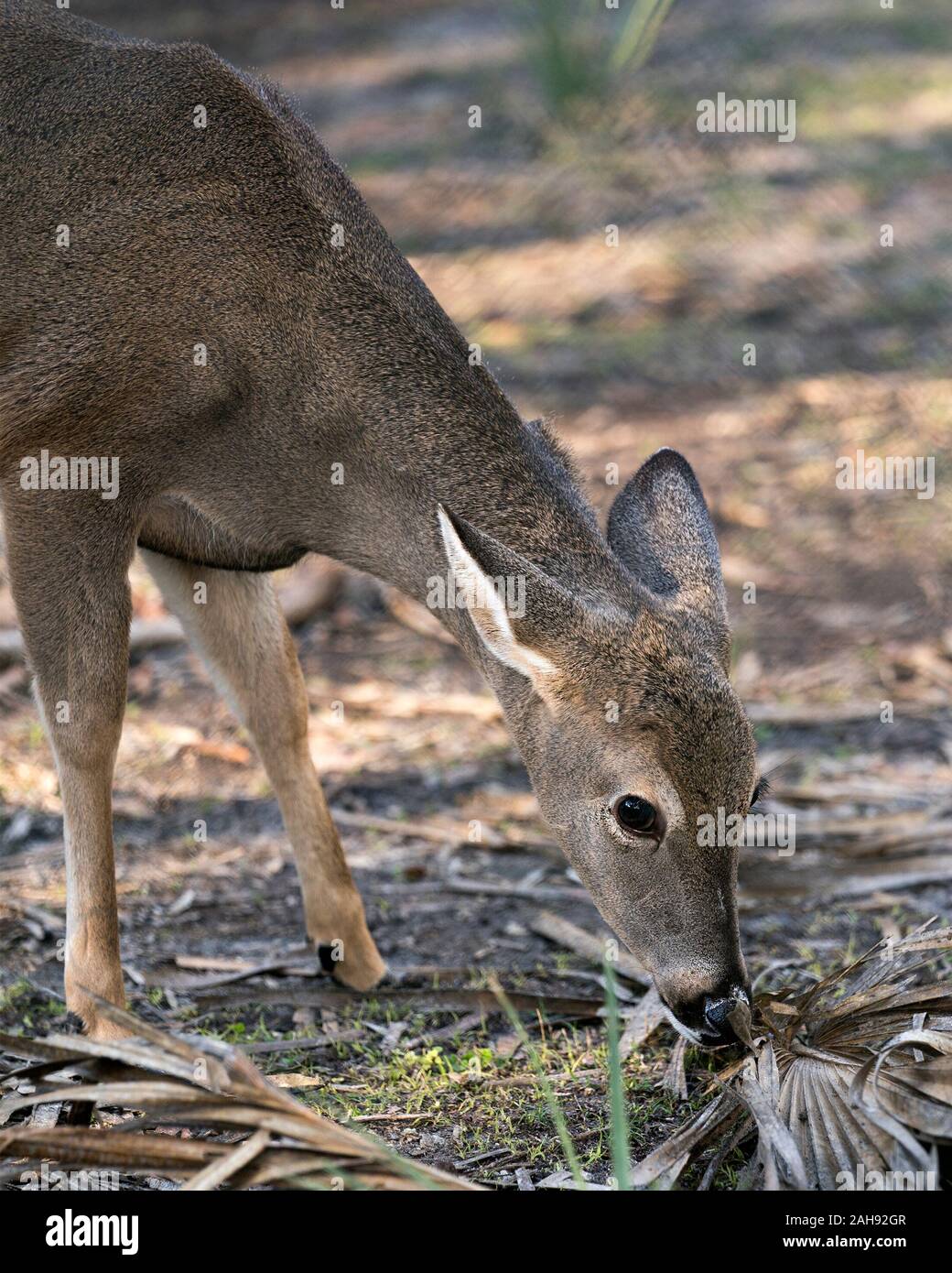 Deer White Tailed Deer close-up profile view walking in the field displaying brown fur, body, head, ears, eyes, nose, legs, with a bokeh background in Stock Photo
