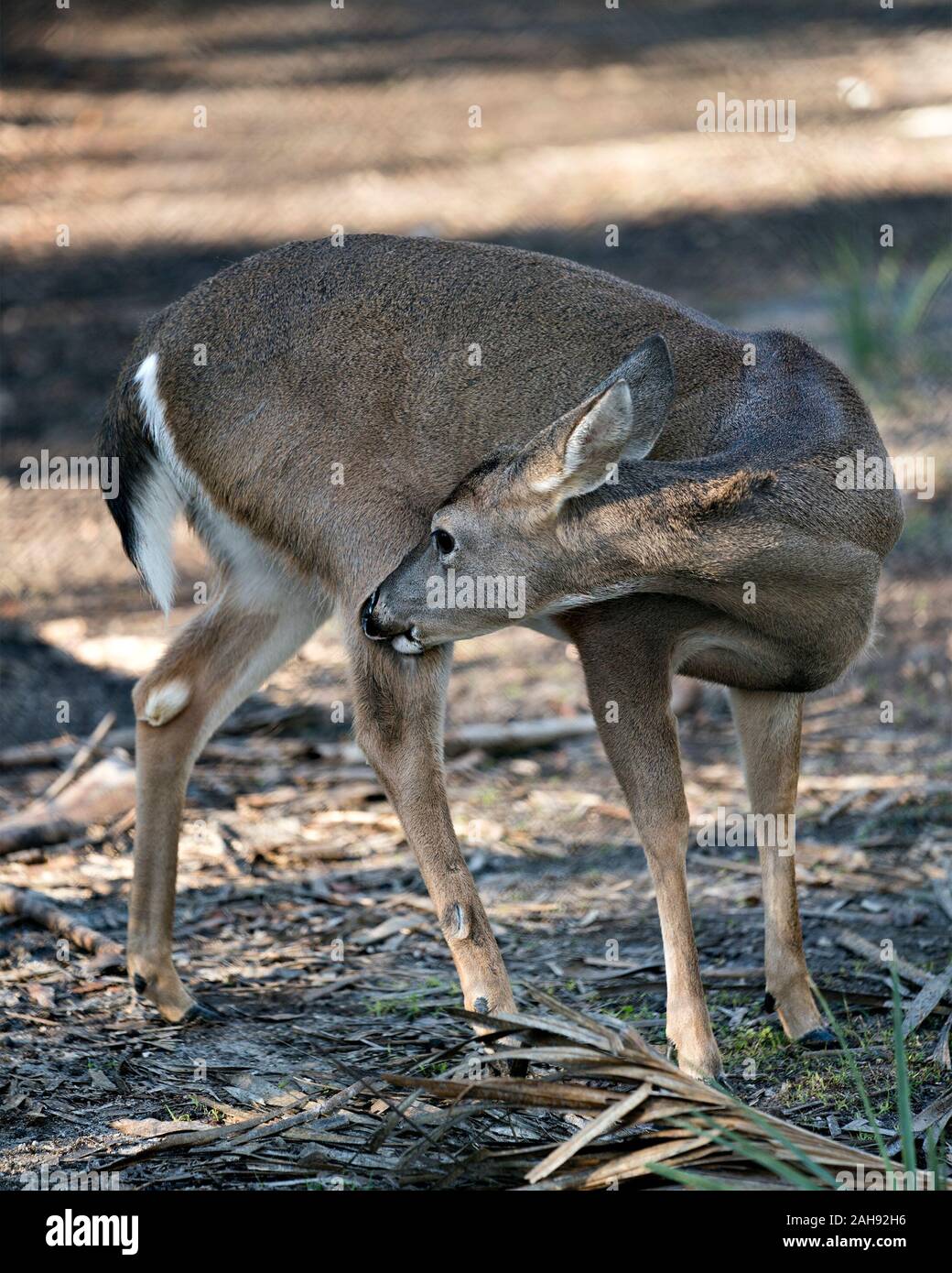 Deer close-up profile view walking in the field displaying brown fur, body, head, ears, eyes, nose, legs, with a bokeh background in its environment a Stock Photo