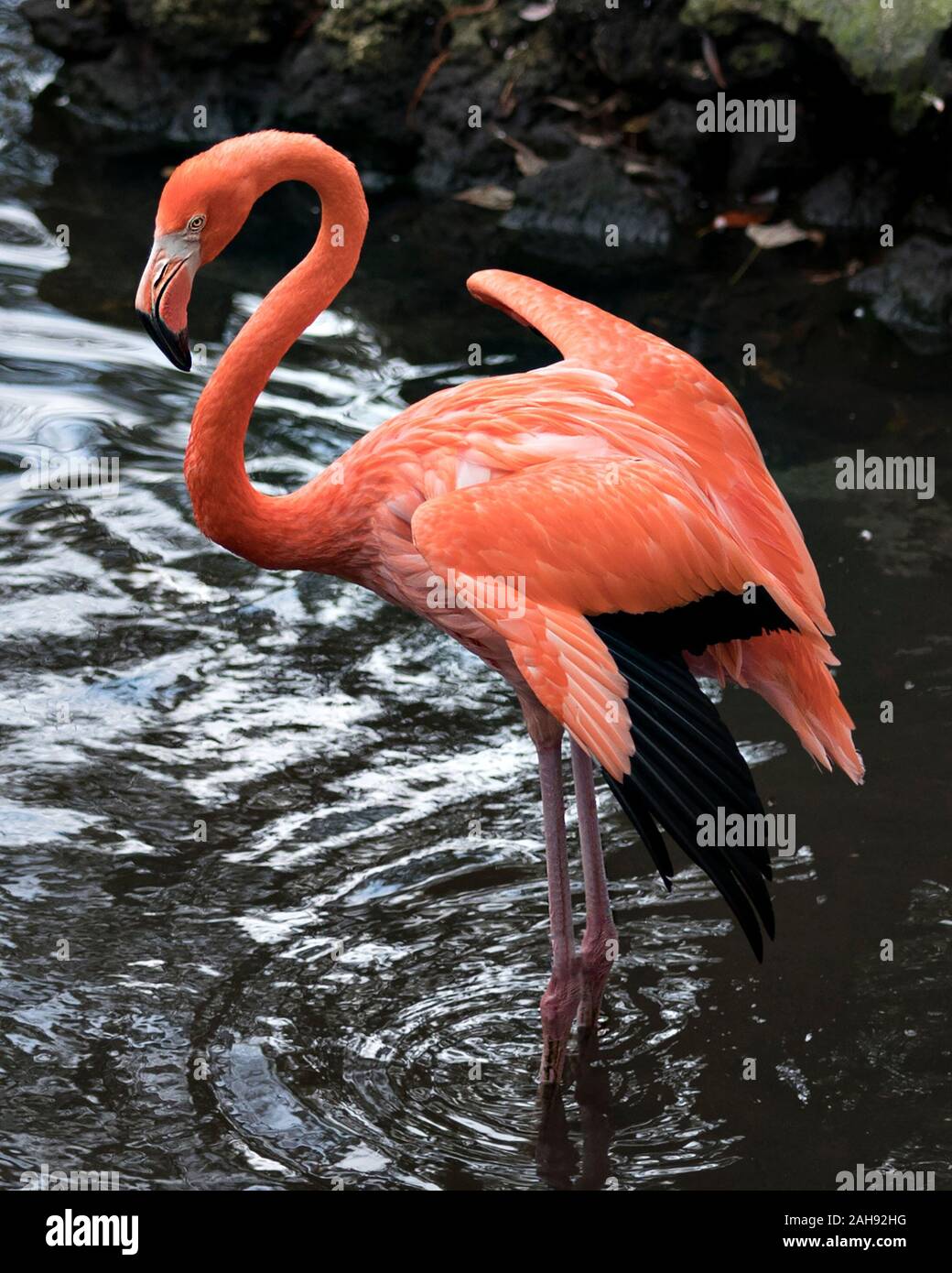 Flamingo bird close-up profile view in the water displaying its spread wings, beautiful orange pink plumage, head, long neck, beak, eye in its surroun Stock Photo