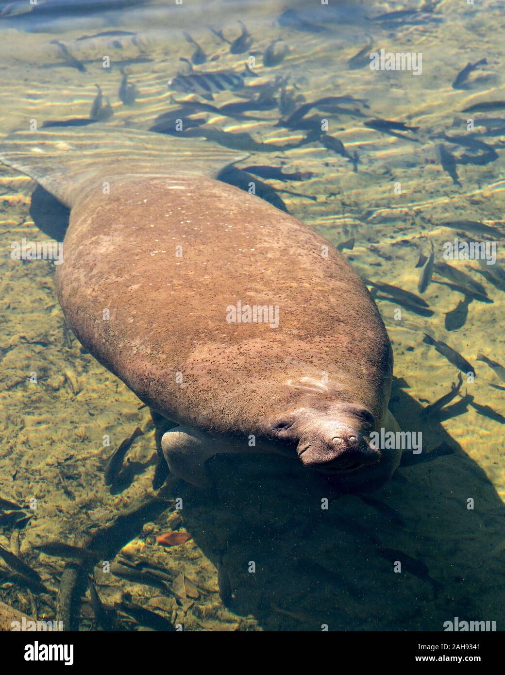 Manatee nose close up hi-res stock photography and images - Alamy