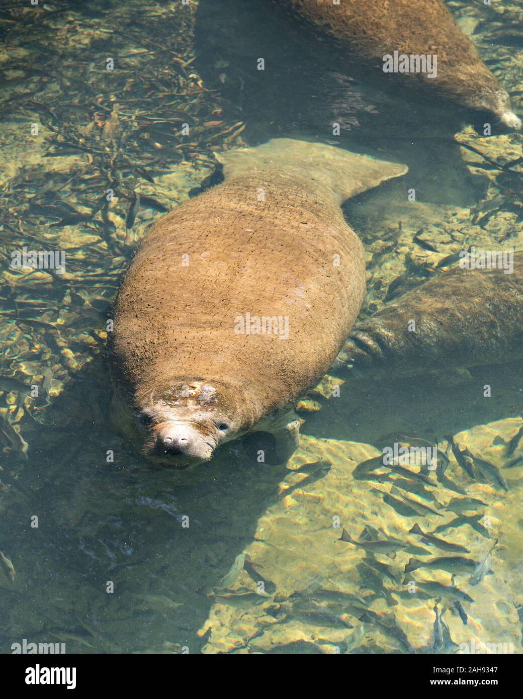 Manatee marine mammal displaying its nostril, eyes, paddle, flippers, surrounded by fish in the warm outflow of water from Florida river. Stock Photo