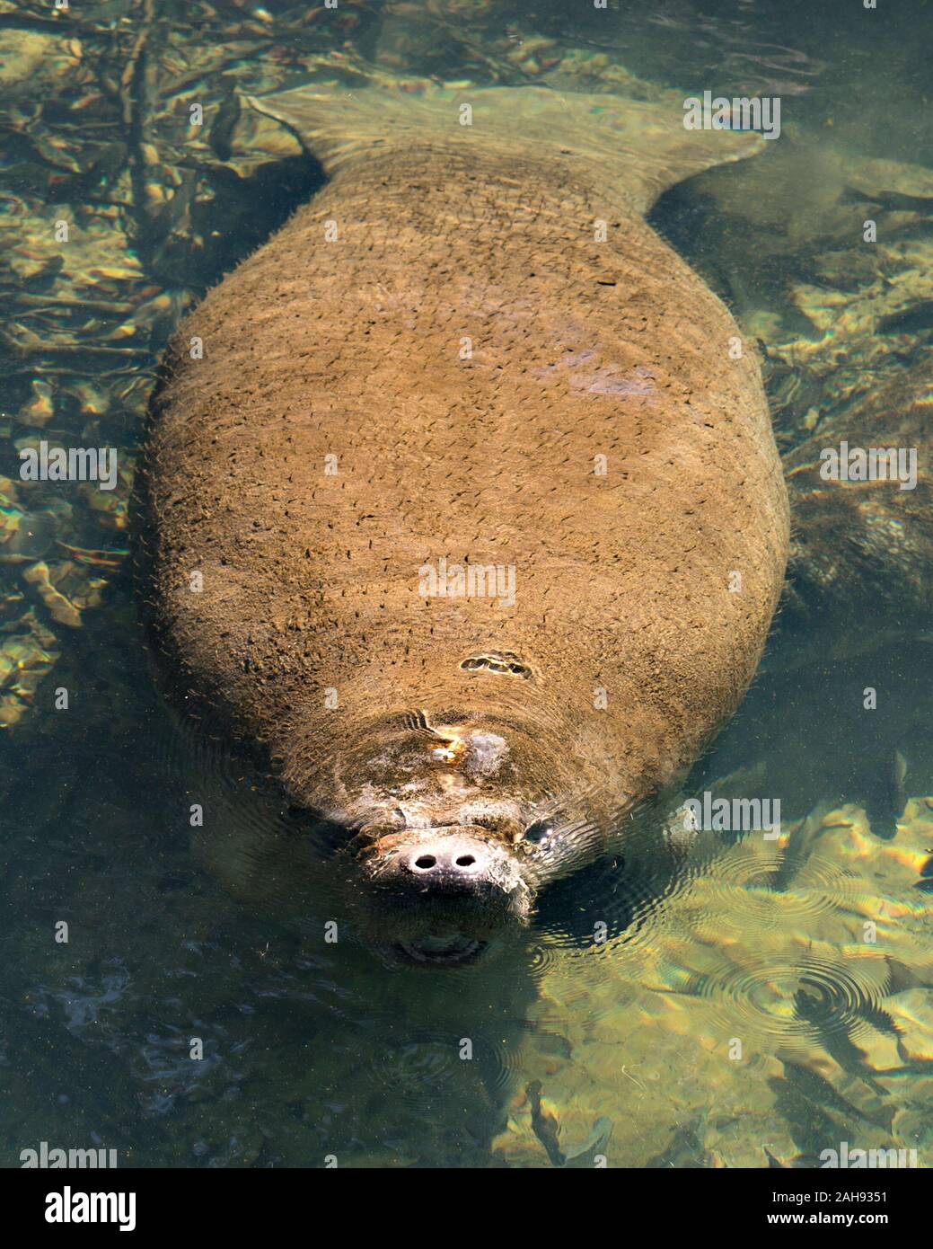 Manatee marine mammal displaying its nostril, eyes, paddle, flippers, surrounded by fish in the warm outflow of water from Florida river. Stock Photo