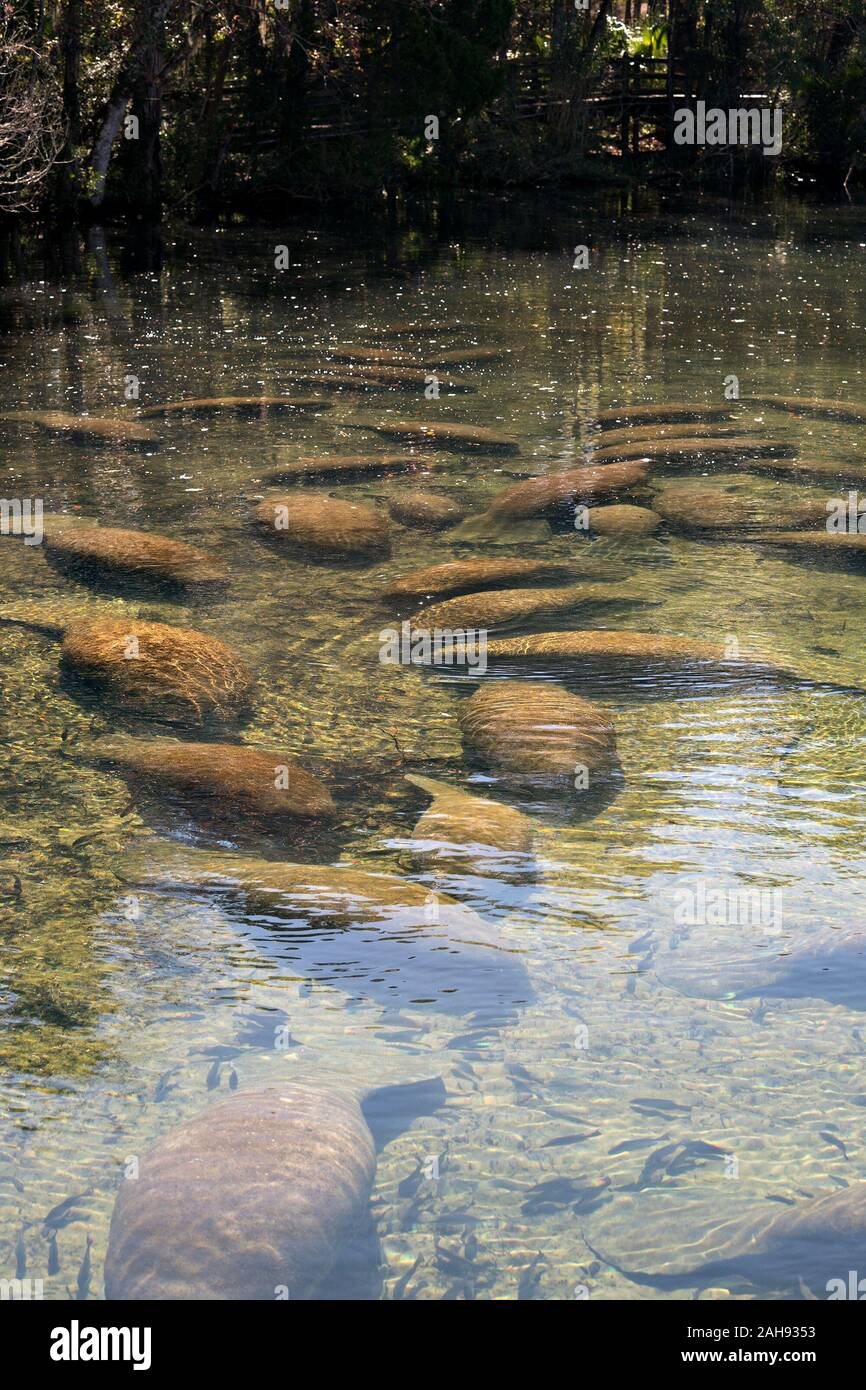 Manatees marine mammal displaying its nostril, eyes, paddle, flippers, surrounded with fish in the warm outflow of water from Florida river. Stock Photo