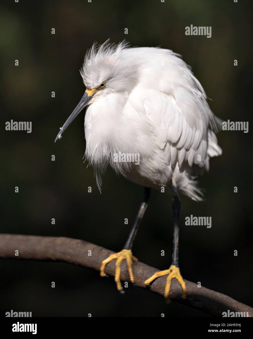Snowy Egret bird close-up profile view,  perched on a branch, displaying white feathers, plumage, head, beak, eye, feet in its environment and surroun Stock Photo