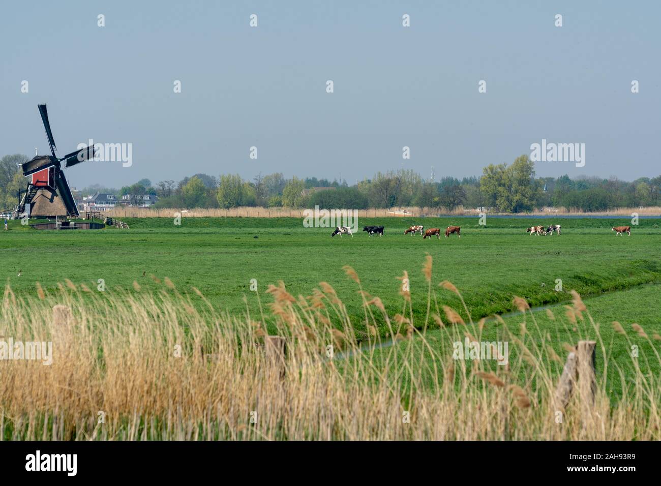 Dutch Spring Farming View on traditional Dutch wind mill and cows on green pasture, spring ...