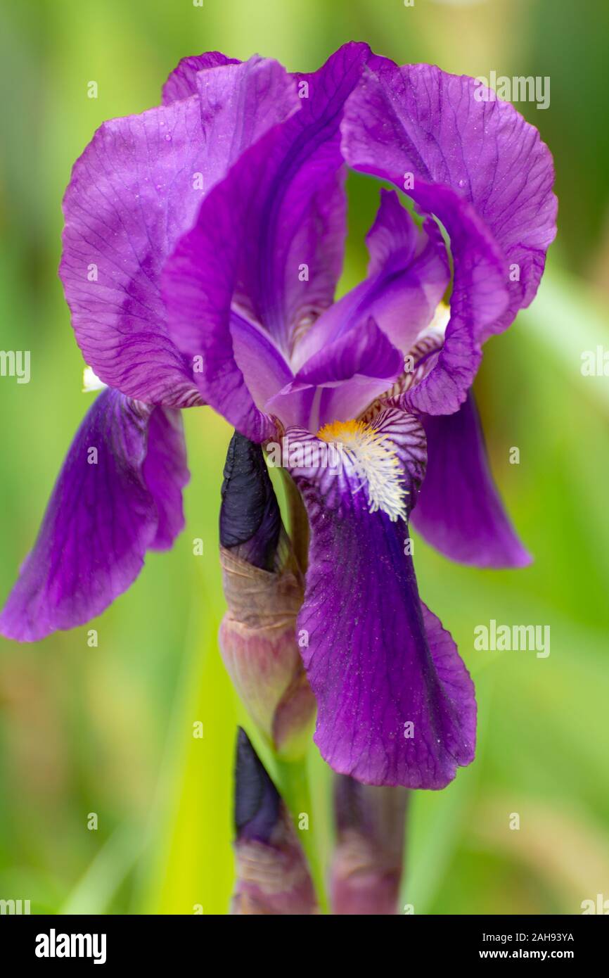 Japan Japanese Iris Irises High Resolution Stock Photography And Images Alamy Japan Japanese Iris Irises High Resolution Stock Photography And Images Alamy