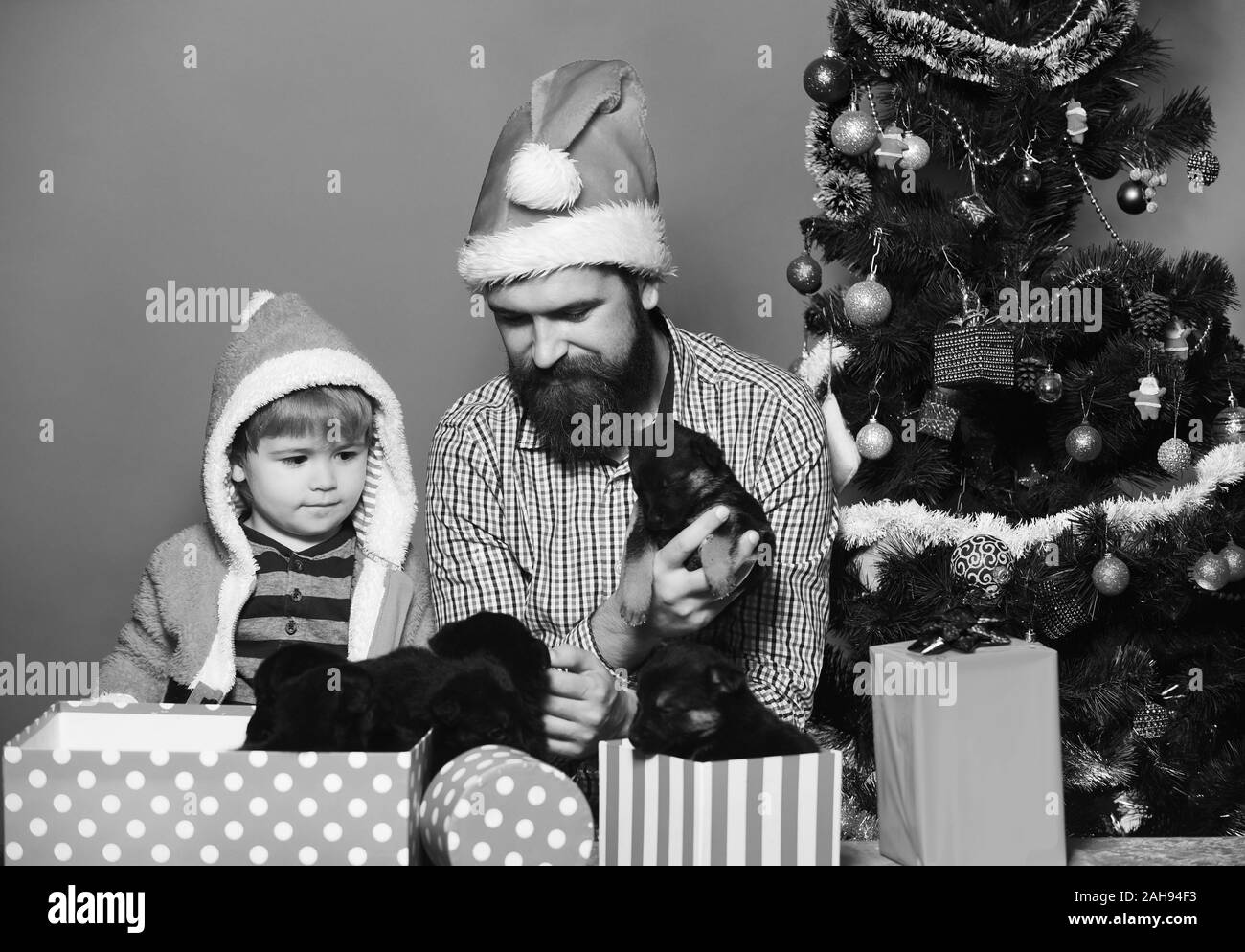 Dad with beard and kid hold dogs near Christmas tree. Man and boy in