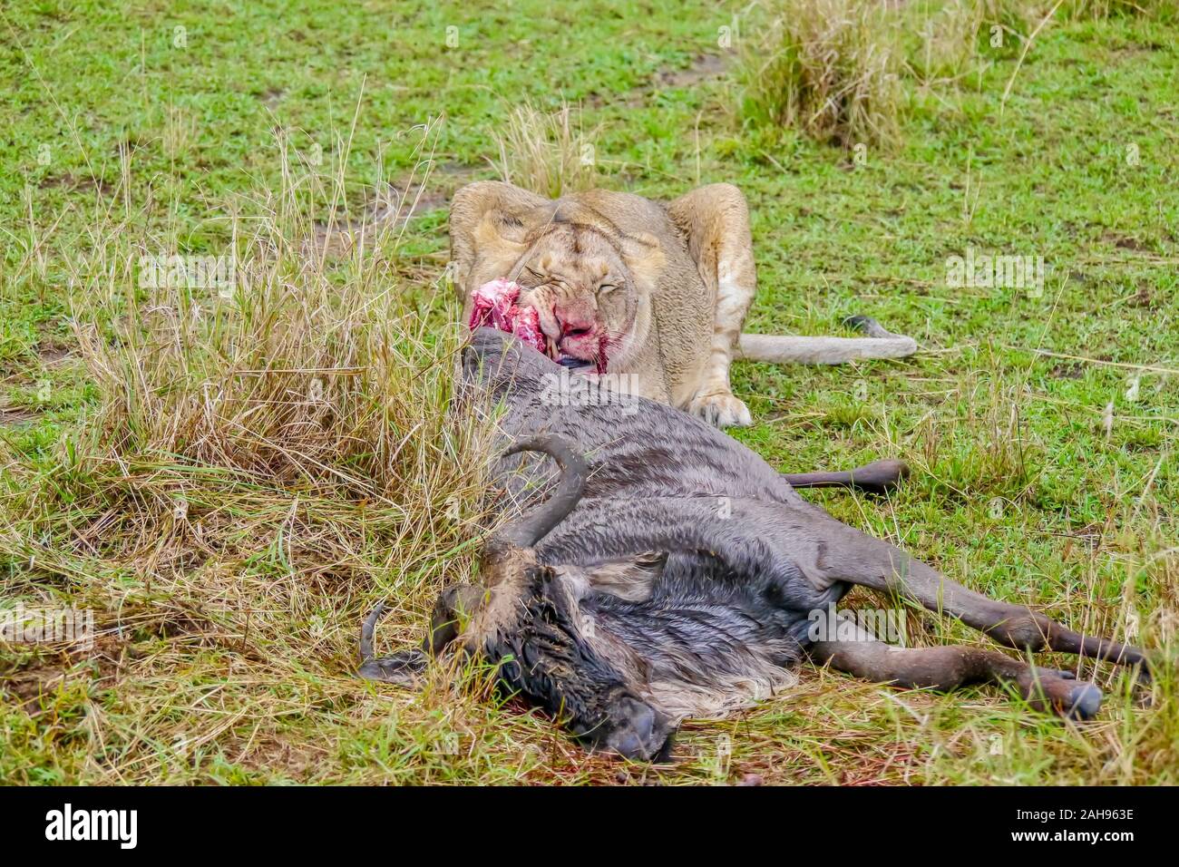 An African safari scene showing an adult lioness chewing the flesh of a wildebeest she has just killed during the annual great migration in the Masai. Stock Photo