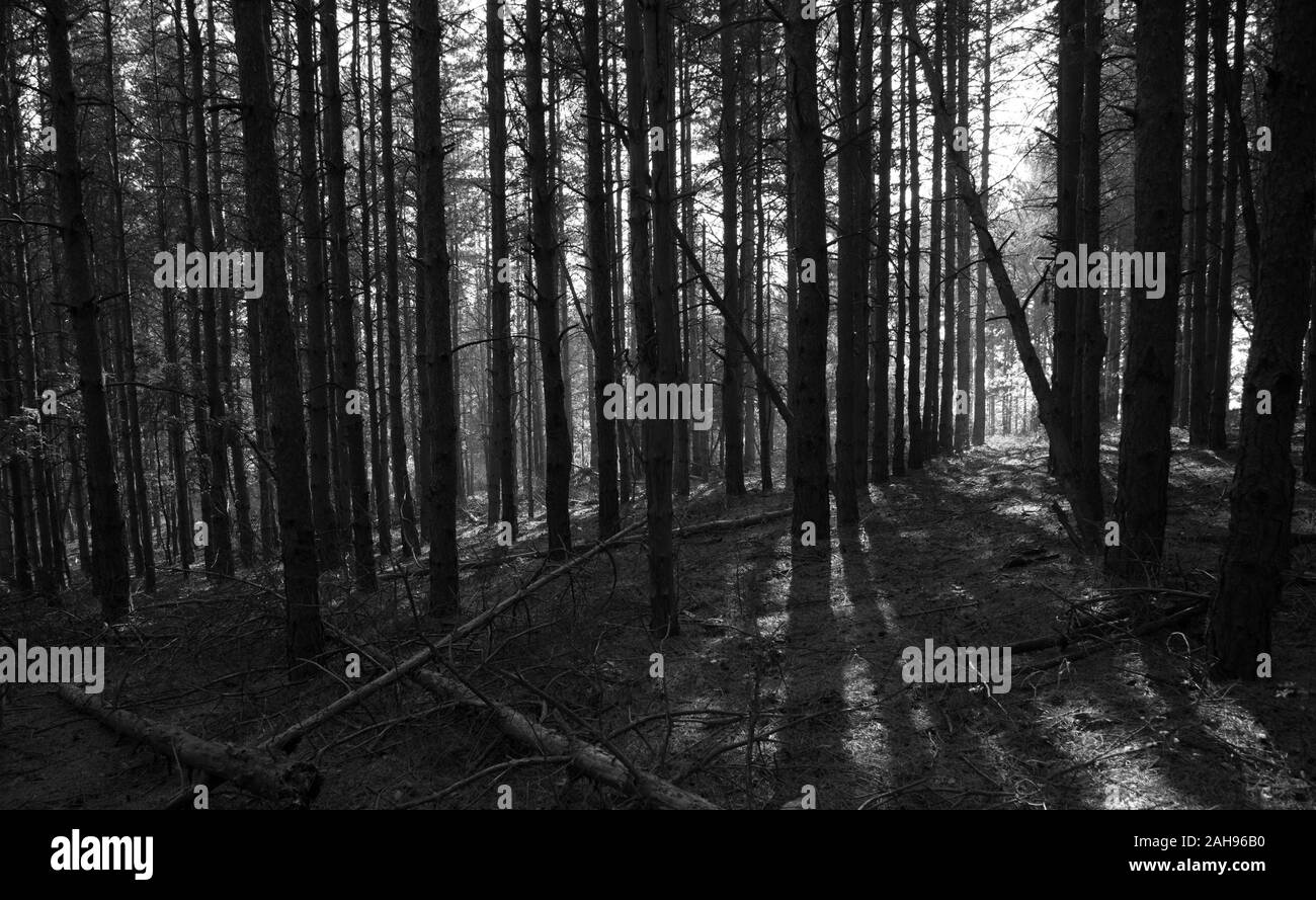 Deep yellow wood tree Black and White Stock Photos & Images - Alamy