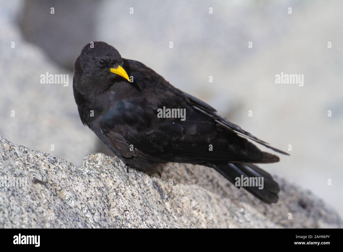 Indian finches hi-res stock photography and images - Alamy