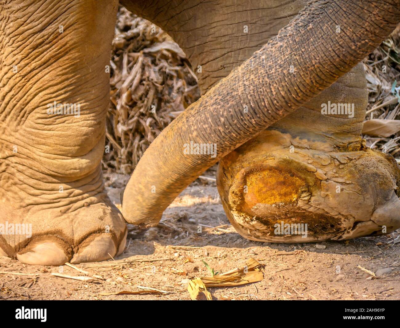 Animal snare hi-res stock photography and images - Alamy