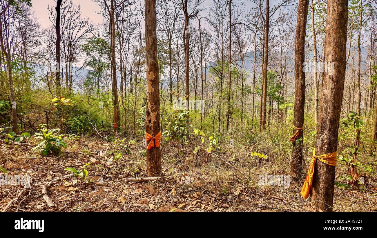 In northern Thailand, saffron colored ribbons are tied around the largest trees by Buddhist monks in an attempt to save them from being cut. Stock Photo