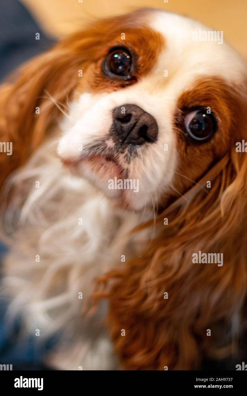 An adult Cavalier King Charles Spaniel with Blenheim coloring looks up inquisitively at the camera from below. Stock Photo