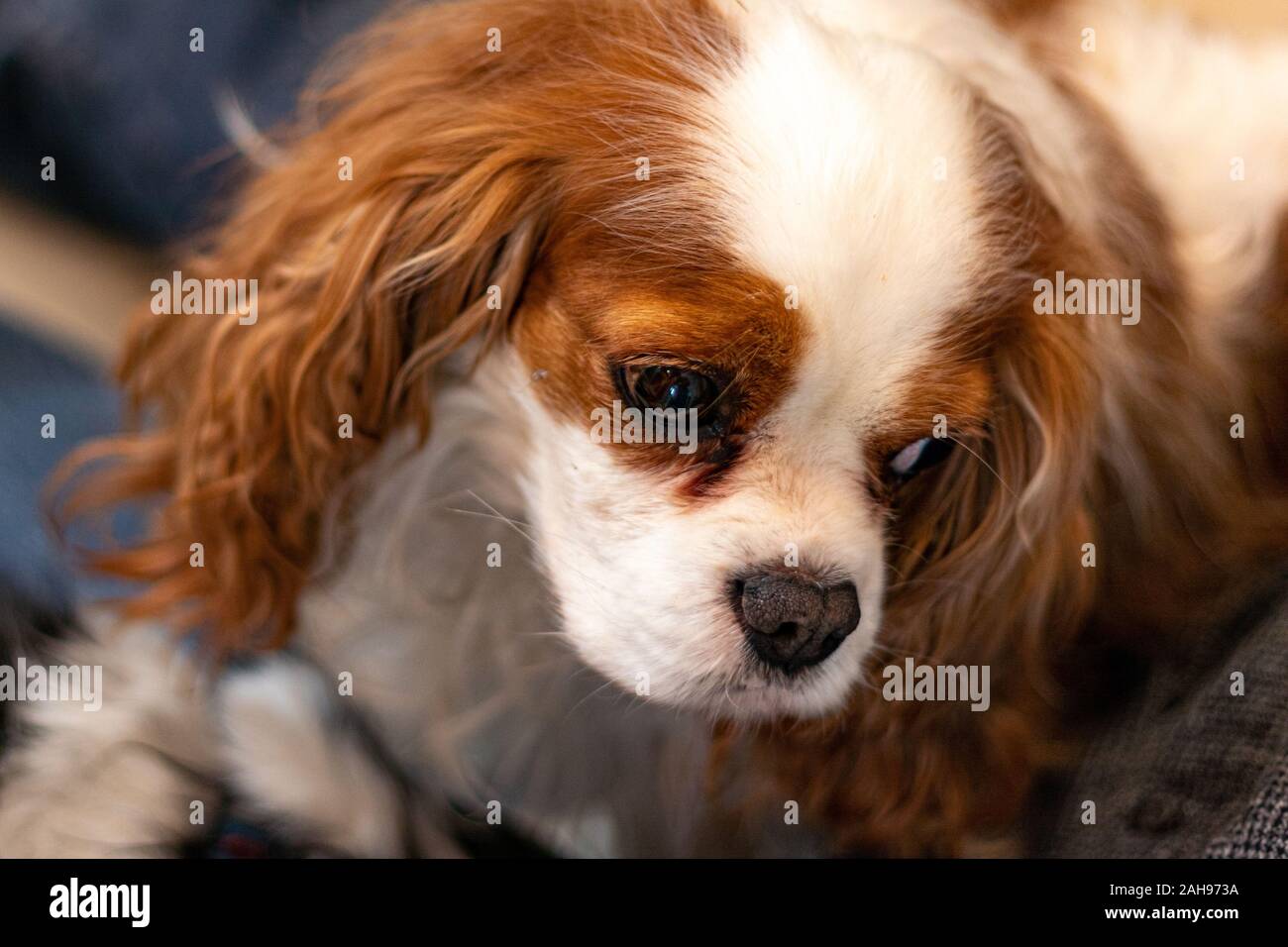 A purebred Cavalier King Charles Spaniel with Blenheim coloring is seen from a high angle. The dog looks to the side, showing the outline of her face. Stock Photo