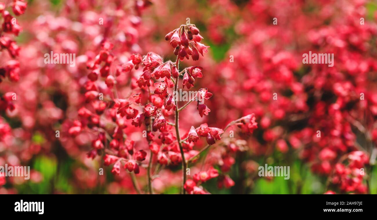 Blooming red coral bells. Beautiful landscape with colorful burgundy flowers. Amazing field of spring or summer plants in blossoming period. Close up Stock Photo