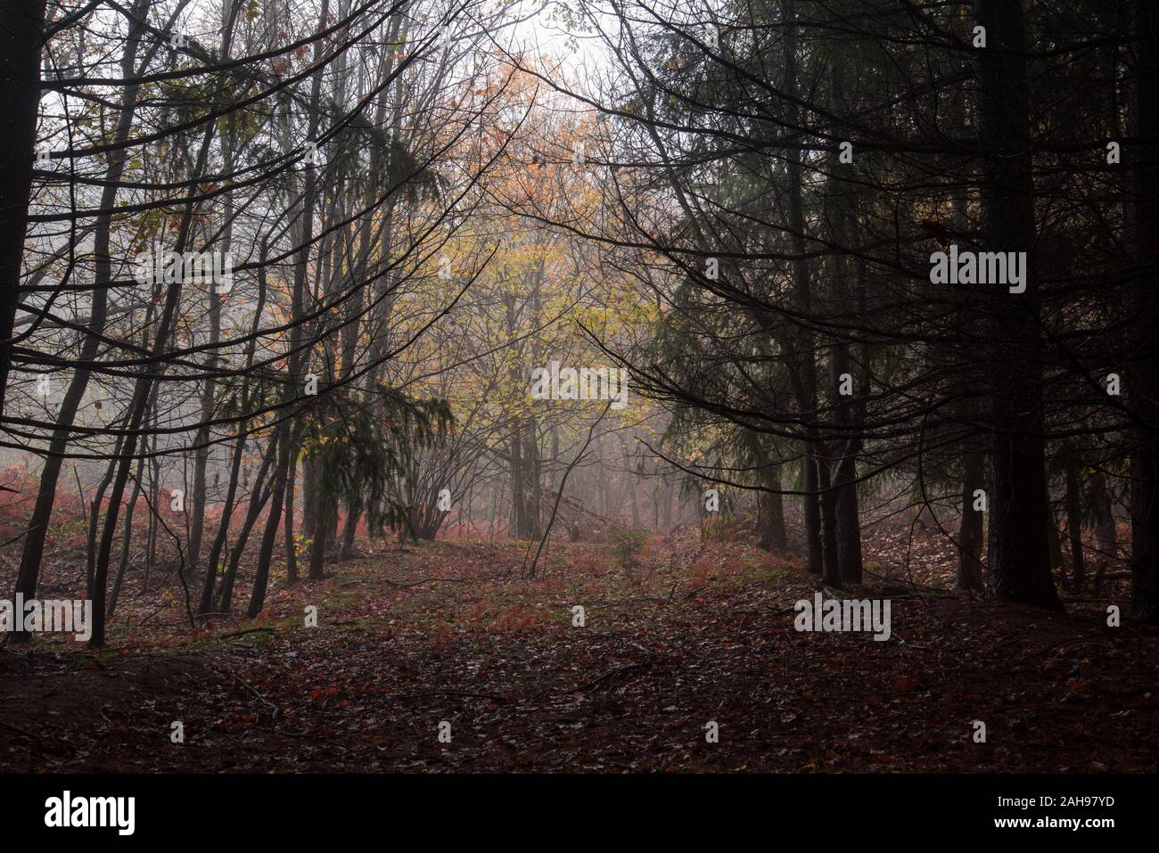 Trees inside dark forest woods hi-res stock photography and images - Alamy