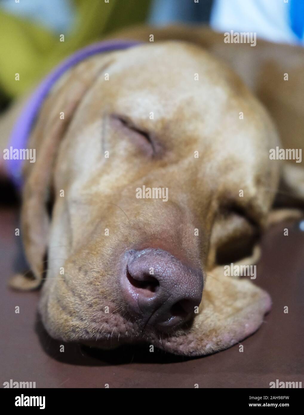 a close up view of a vizsla face sleeping on a table Stock Photo