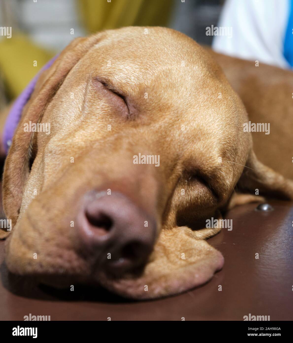 a close up view of a vizsla face sleeping on a table Stock Photo