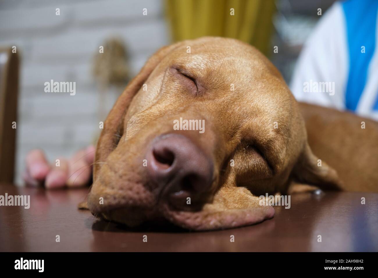 a close up view of a vizsla face sleeping on a table Stock Photo