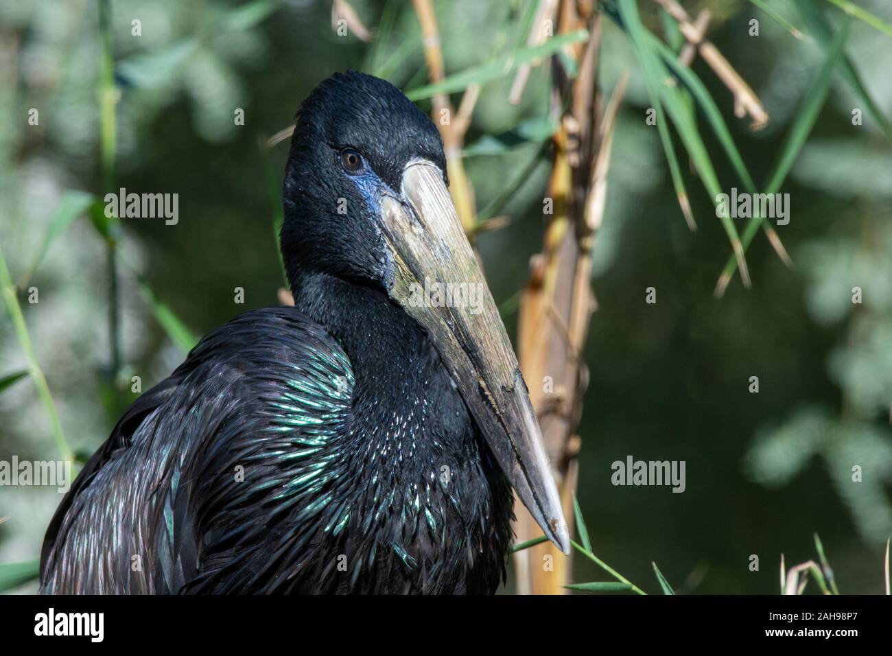 The African openbill (Anastomus lamelligerus) is a species of stork in the family Ciconiidae standing in the grass showing its glossy black feathers. Stock Photo