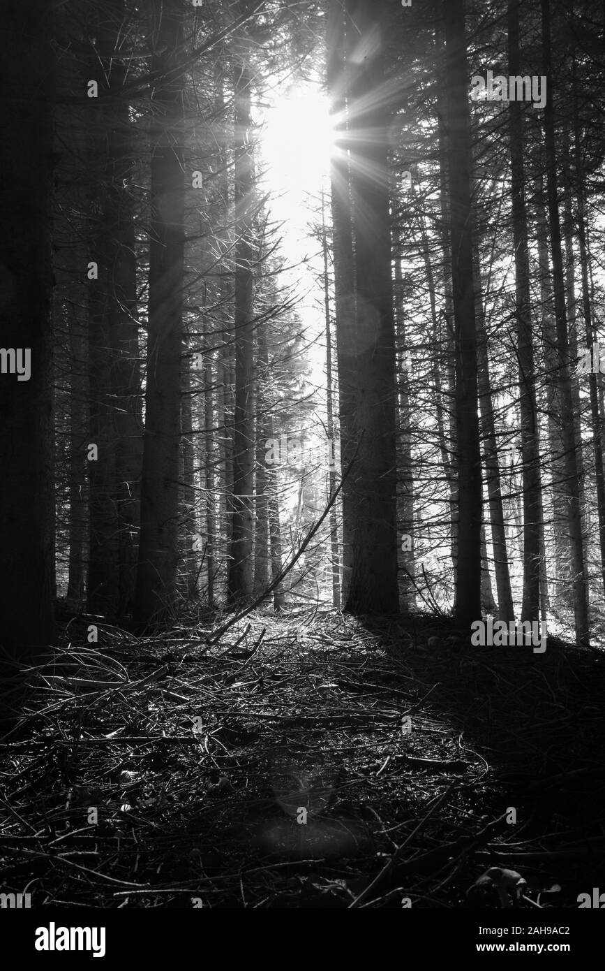 Deep yellow wood tree Black and White Stock Photos & Images - Alamy