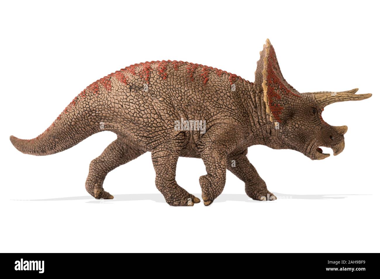 Triceratops isolated on white background. Lateral view. Triceratops is an herbivore dinosaur with three hornslived in cretaceous era. Image ideal for Stock Photo