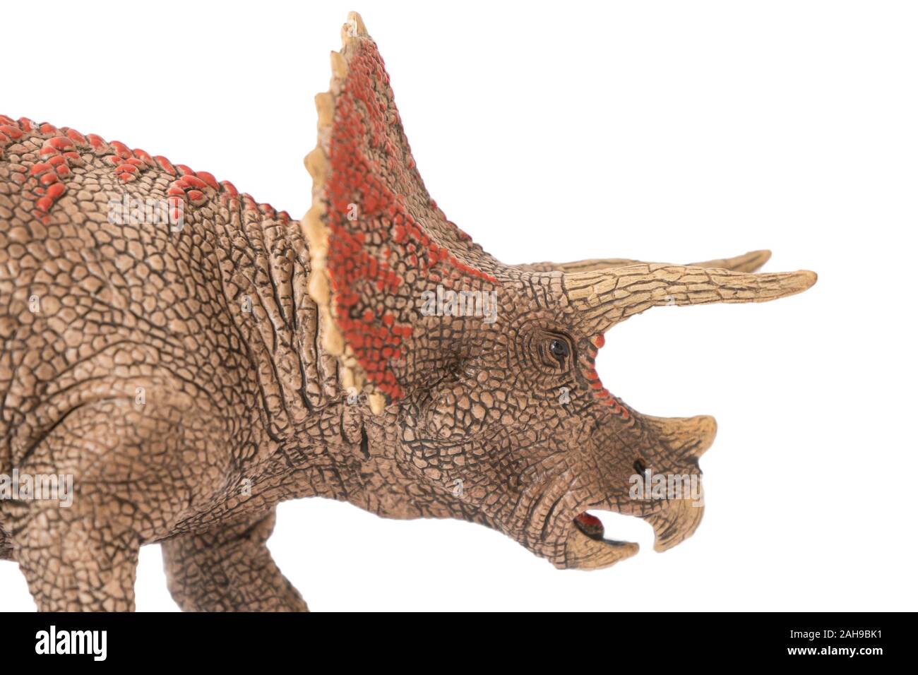 Triceratops isolated on white background. Lateral view. Triceratops is an herbivore dinosaur with three horns lived in cretaceous era. Image ideal for Stock Photo