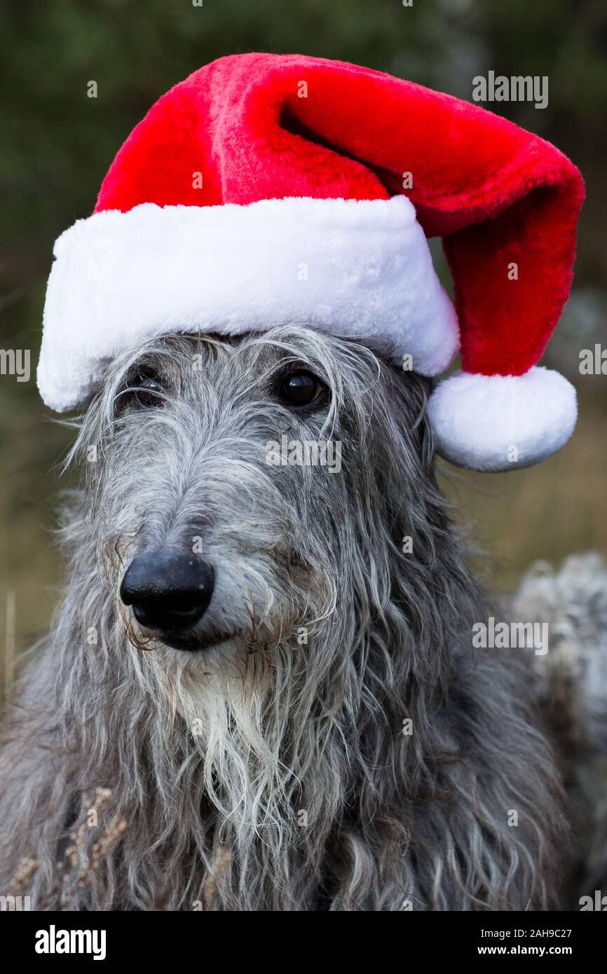 scottish deerhound with santa clause hat for christmas Stock Photo