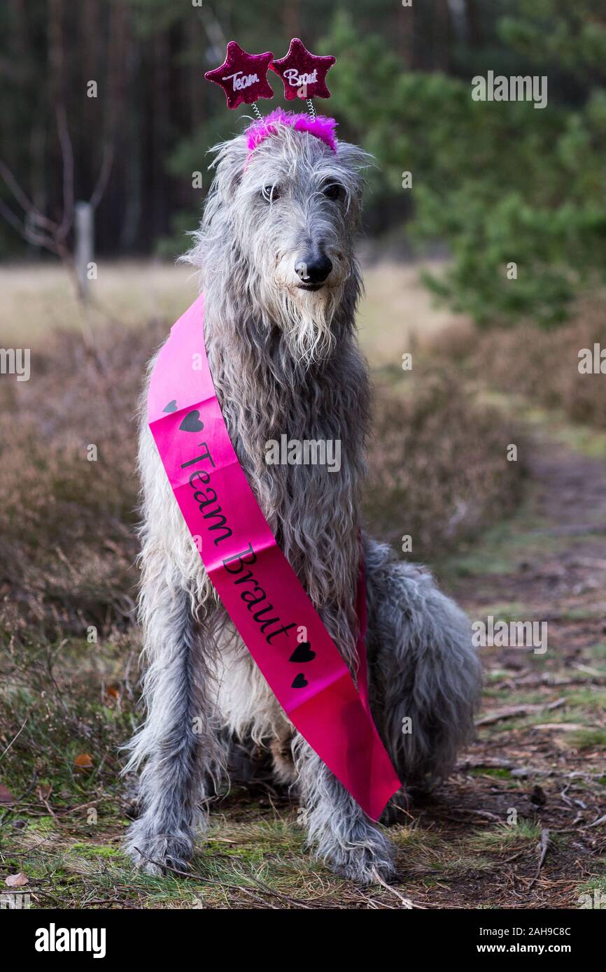 Stag wolfhound sales