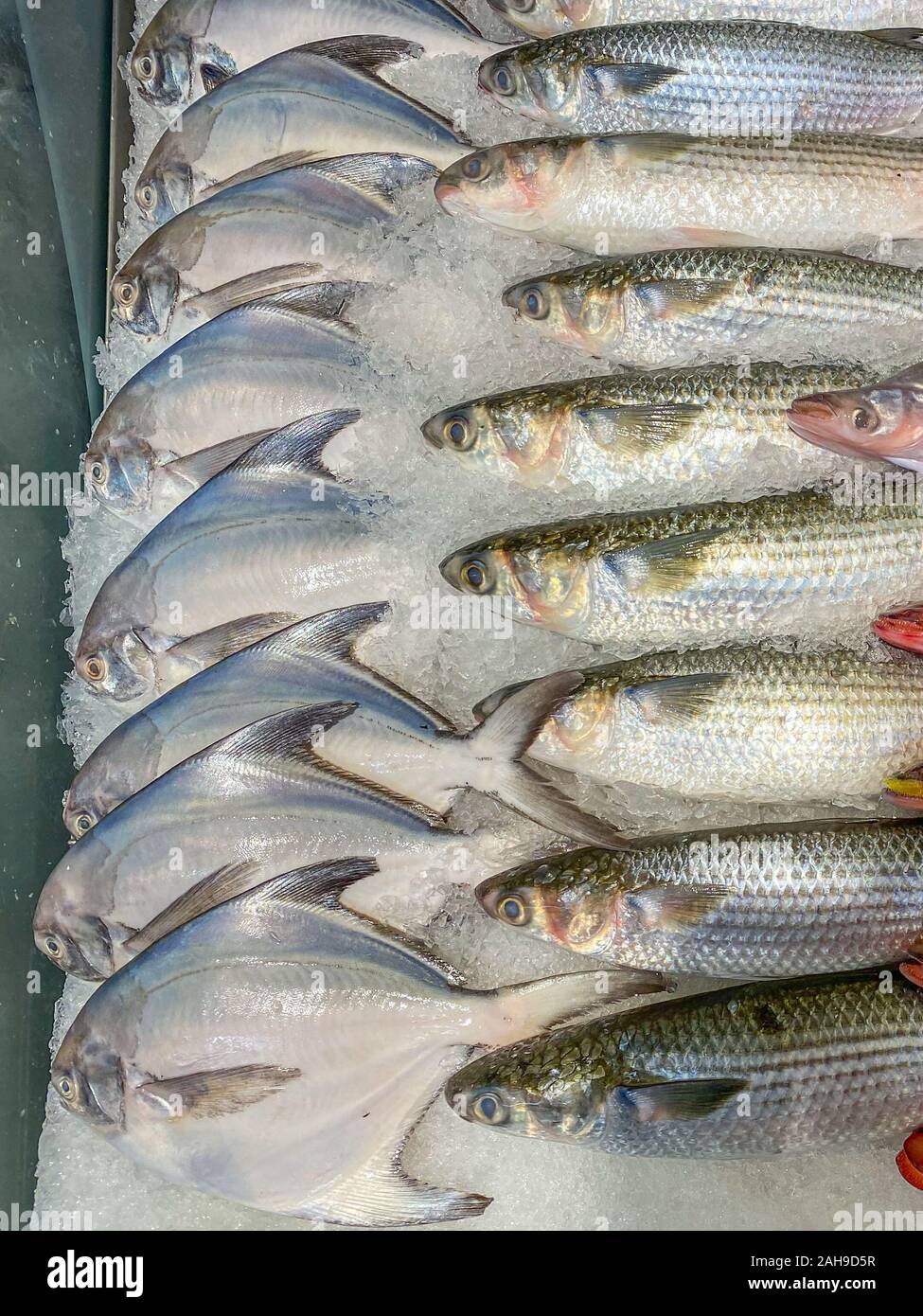 White pomfret or Silver pomfret in the ice tray at market Stock Photo