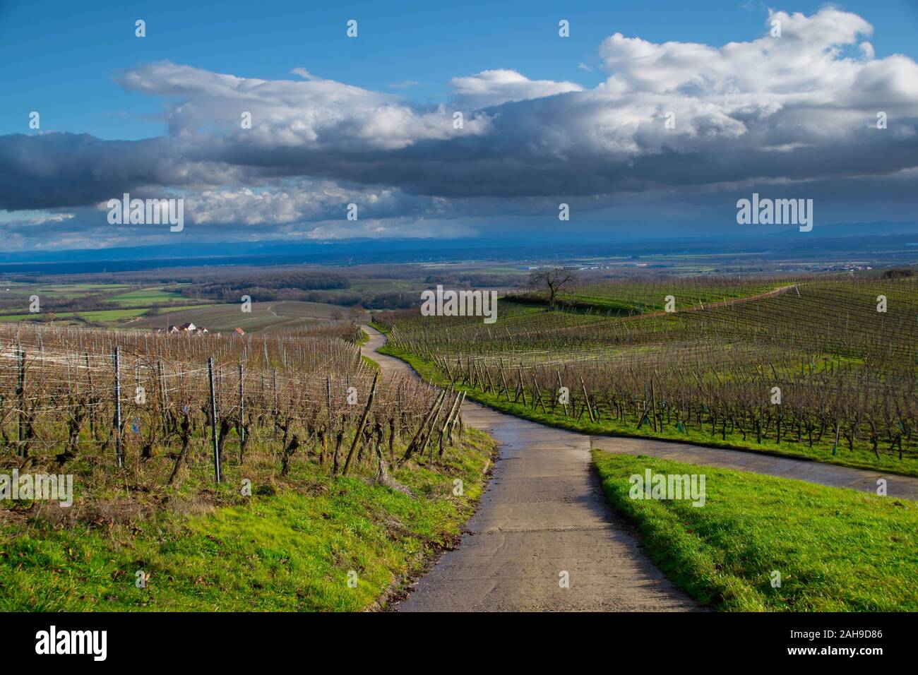 vineyards above the village of Blienschwiller in Alsace in France Stock Photo