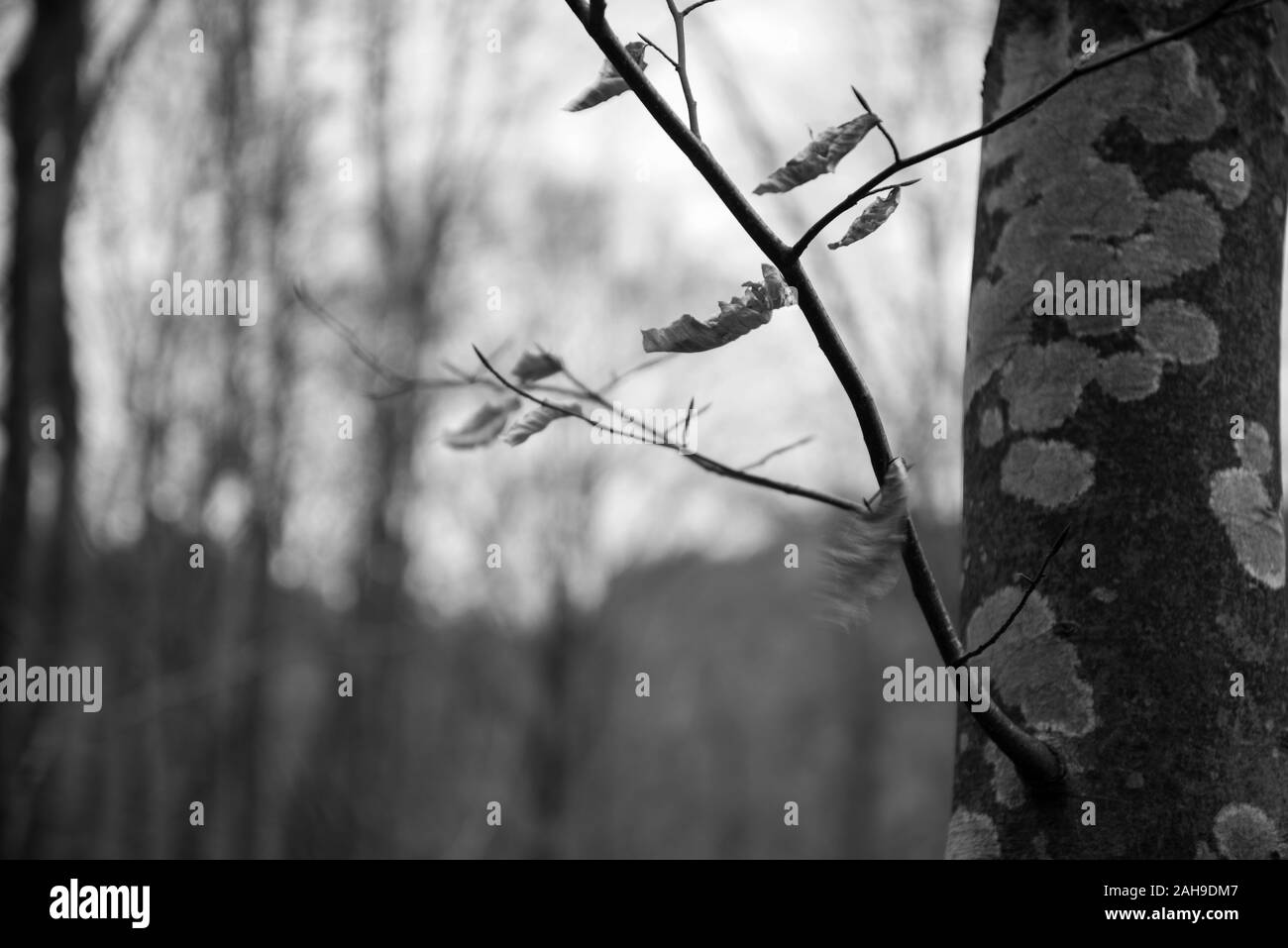 Deep yellow wood tree Black and White Stock Photos & Images - Alamy