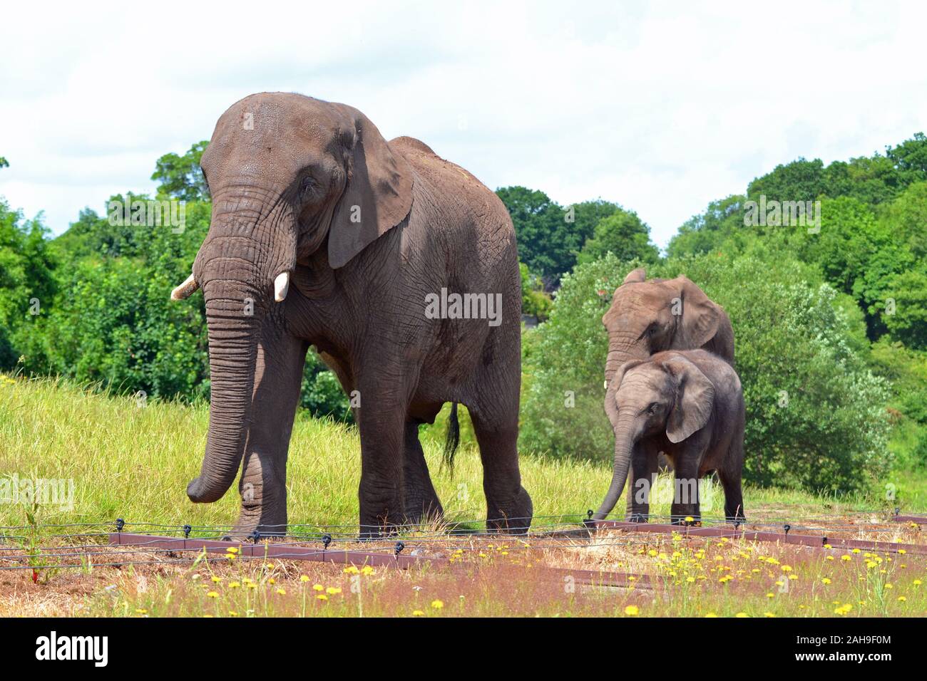 Elephant west midlands hires stock photography and images Alamy