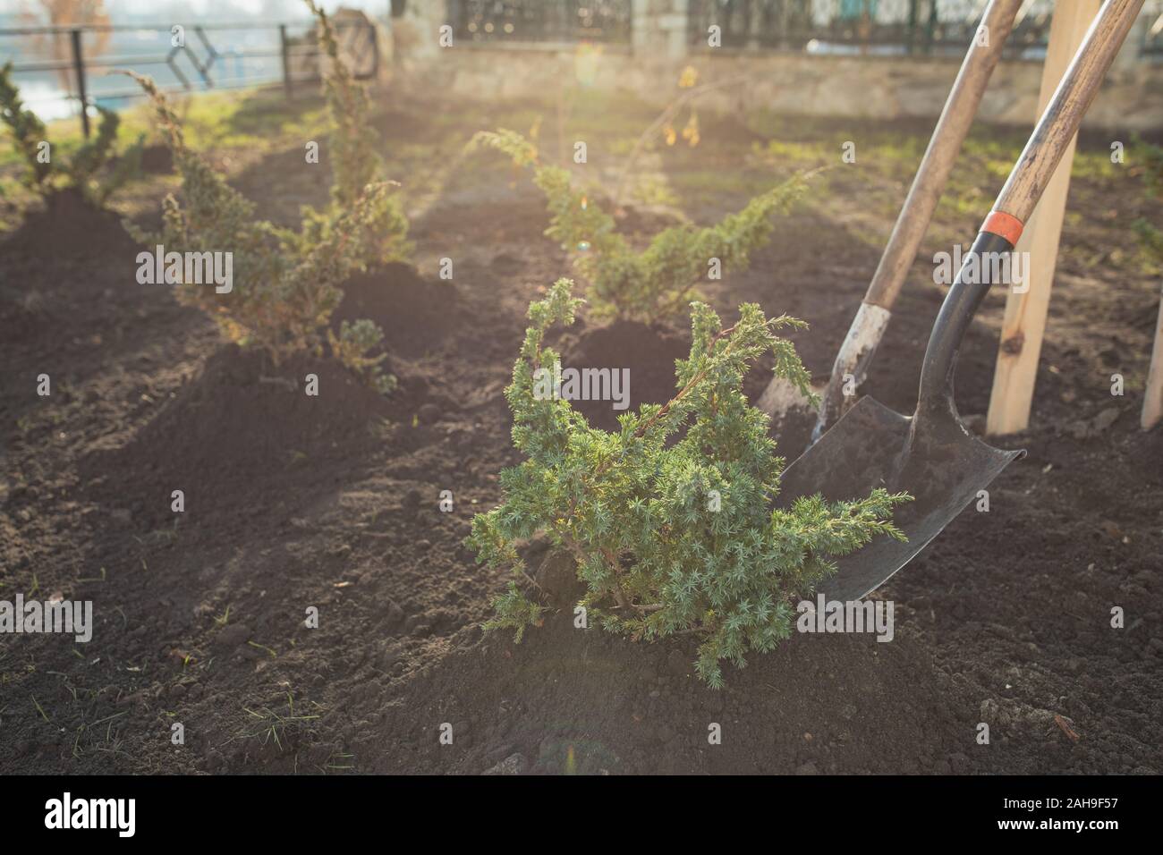 A gardener with a shovel of the earth is engaged in digging in the roots of the christmas tree