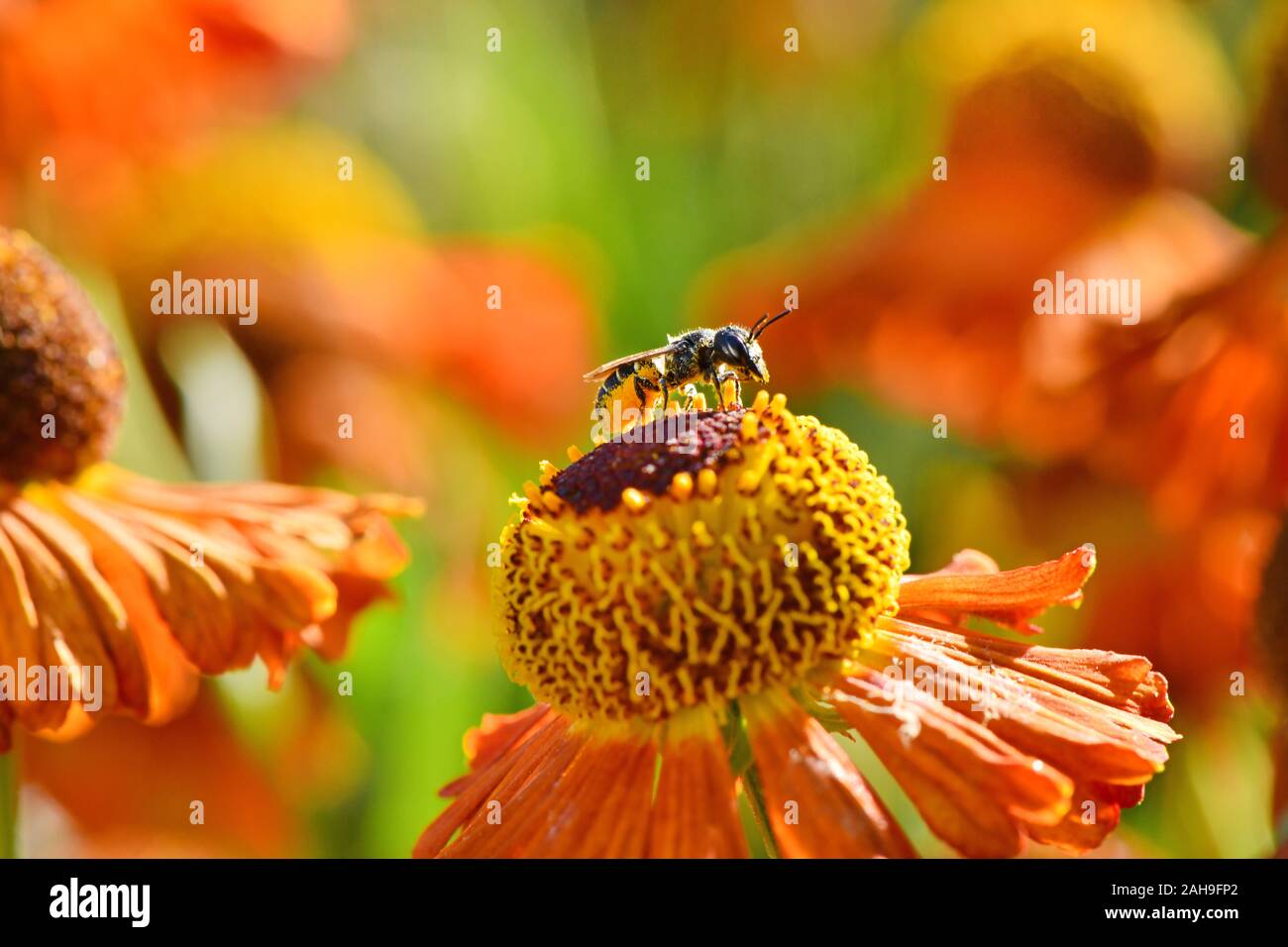 High resolution bee photo hi-res stock photography and images - Alamy