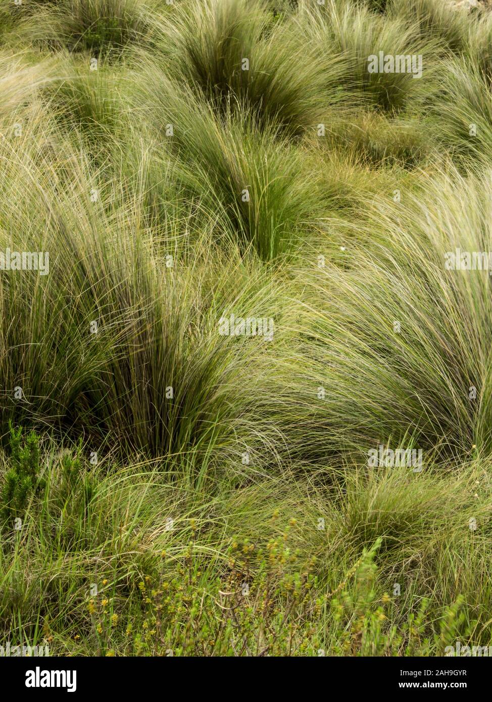 Close-up of the high altitude Austro-Afro, alpine grasses of the Free State Drakensberg, photographed in Golden Gate National Park, South Africa Stock Photo