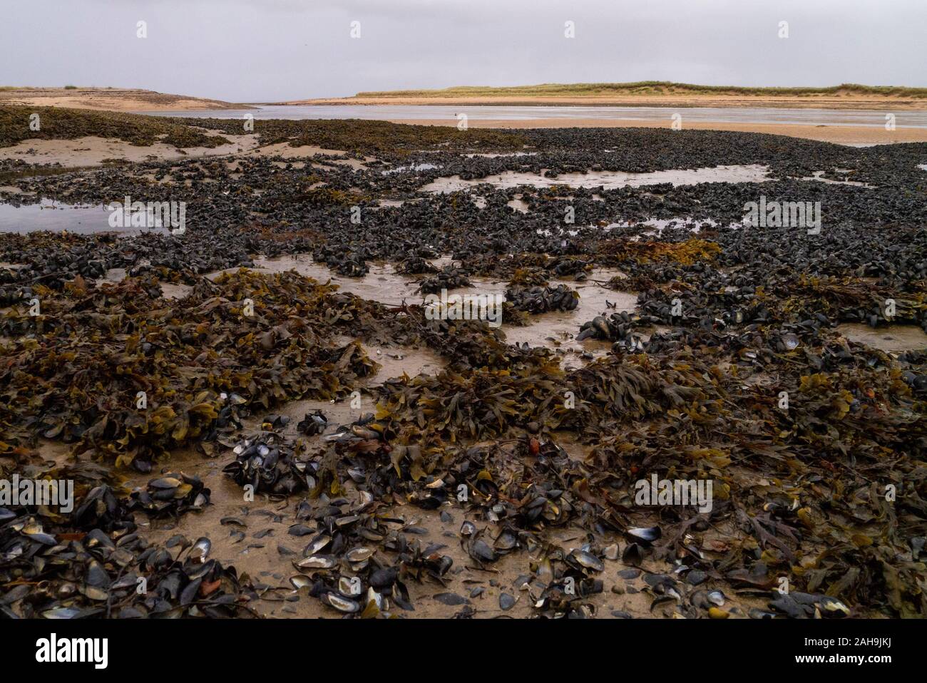 Landscape of the mussel beds at Loch Fleet Sutherland Scotland UK Stock Photo