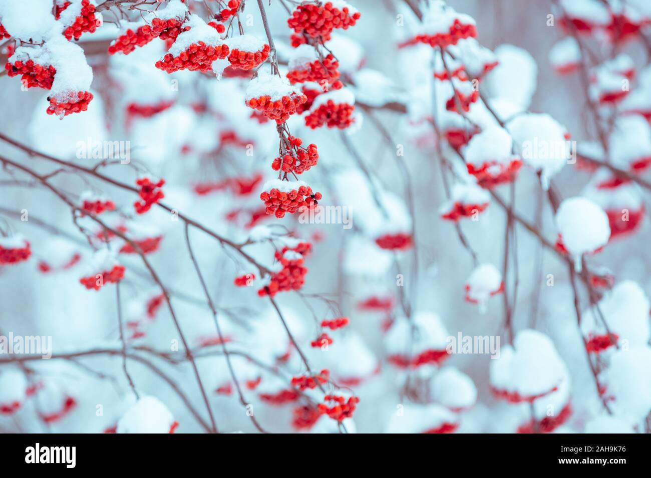 Branches with bunches of rowan covered with rime. Winter nature background Stock Photo