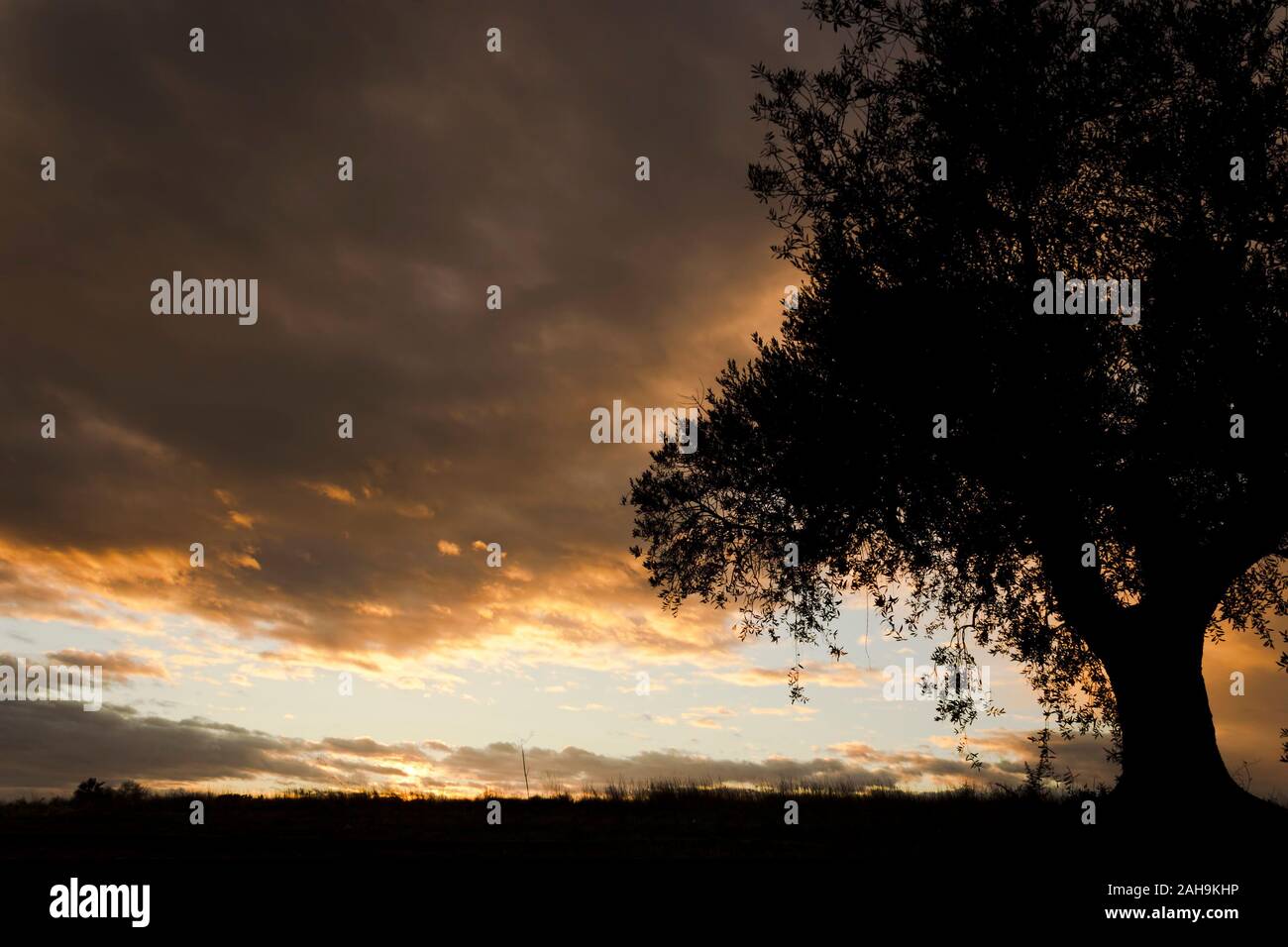 Silhouette of a tree on a field at sunset in Spain Stock Photo - Alamy