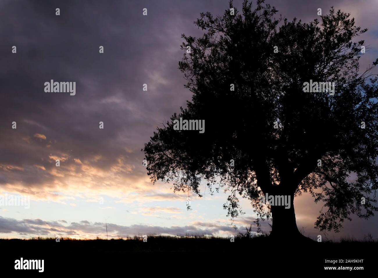 Silhouette of a tree on a field at sunset in Spain Stock Photo - Alamy