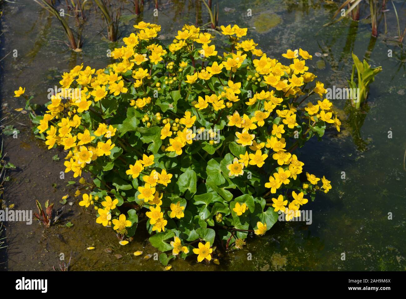 Caltha Palustris or Marsh Marigold, flowering in a garden pond Stock Photo